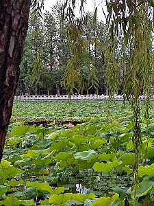 Kunming - Parc Cuihu - 62